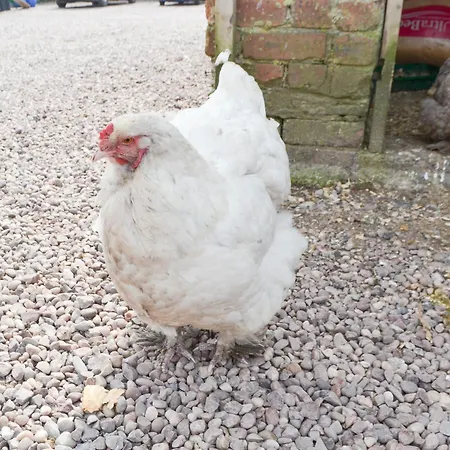 Ferienhaus Jamies Shepherds Hut - Uk43566 Bowness-on-Solway