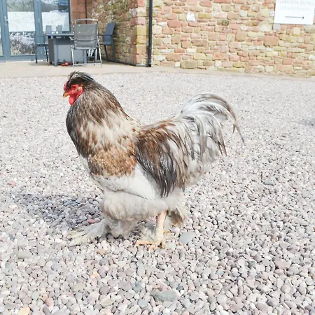Jamies Shepherds Hut - Uk43566 *